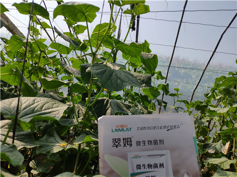 水溶肥，拉姆拉，翠姆