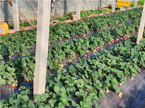 水溶肥，拉姆拉，翠姆