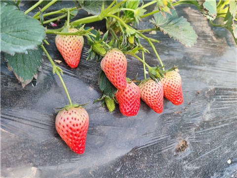 水溶肥，拉姆拉，翠姆