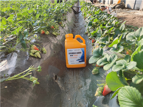 水溶肥，拉姆拉，翠姆