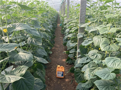 作物施肥管理，拉姆拉，翠姆