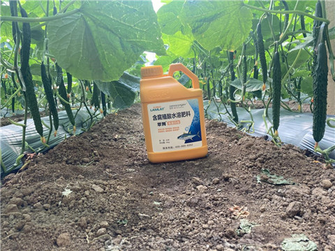 作物施肥管理，拉姆拉，翠姆