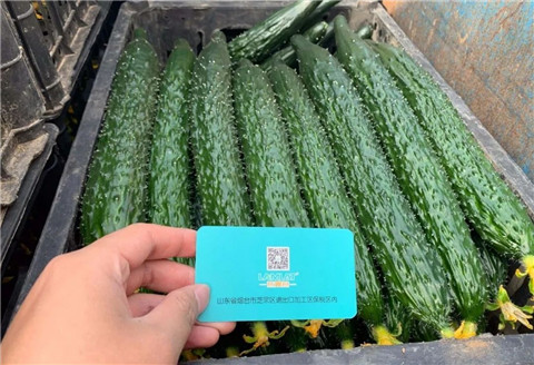 作物施肥管理，拉姆拉，翠姆