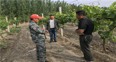 葉面肥，拉姆拉，翠姆