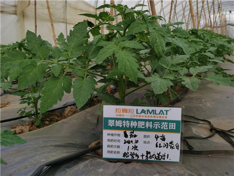 水溶肥，拉姆拉，翠姆