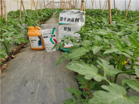 水溶肥，拉姆拉，翠姆