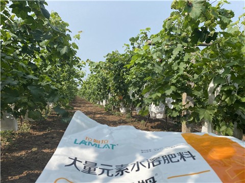 大量元素水溶肥，拉姆拉，翠姆