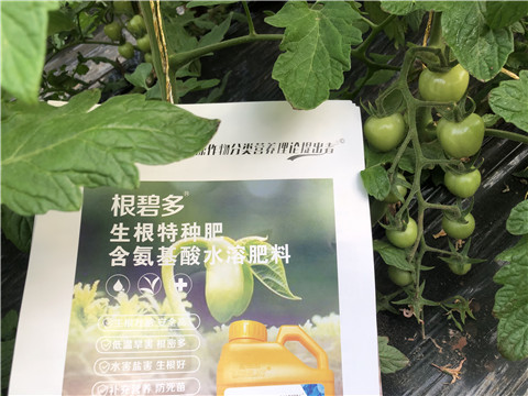 水溶肥，拉姆拉，翠姆