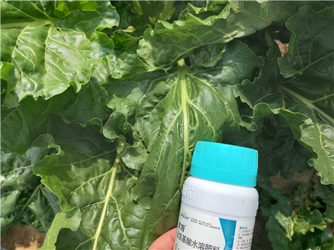 水溶肥，拉姆拉，翠姆