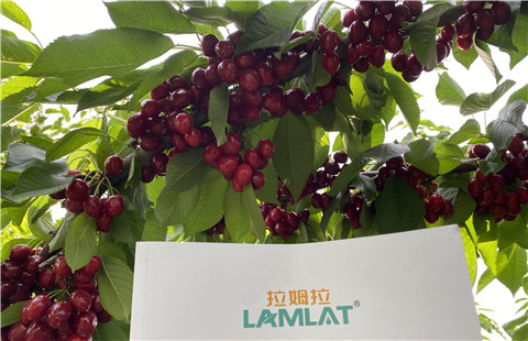 水溶肥，拉姆拉，翠姆