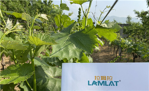 進(jìn)口水溶肥，拉姆拉，翠姆