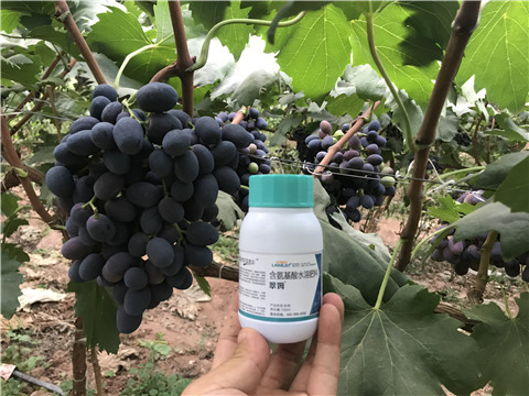 進(jìn)口水溶肥，拉姆拉，翠姆