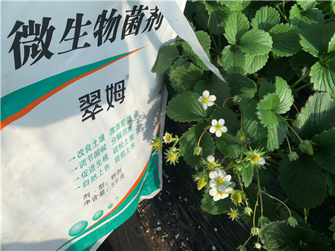 微生物菌劑，拉姆拉，翠姆