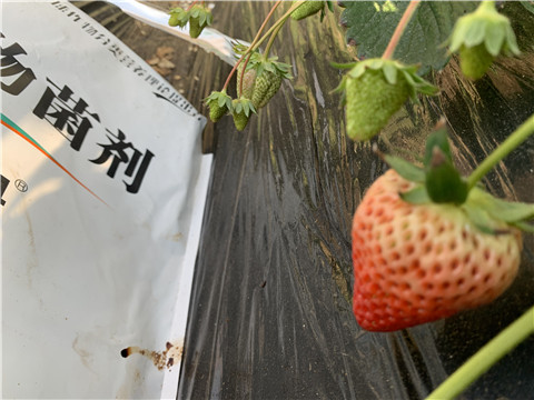 微生物菌劑，拉姆拉，翠姆