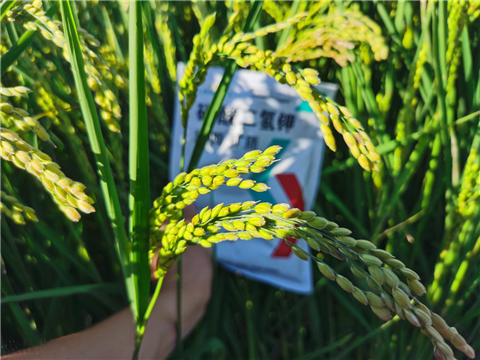 磷酸二氫鉀，拉姆拉，翠姆