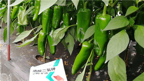 磷酸二氫鉀，拉姆拉，翠姆