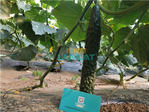 水溶肥，拉姆拉，翠姆