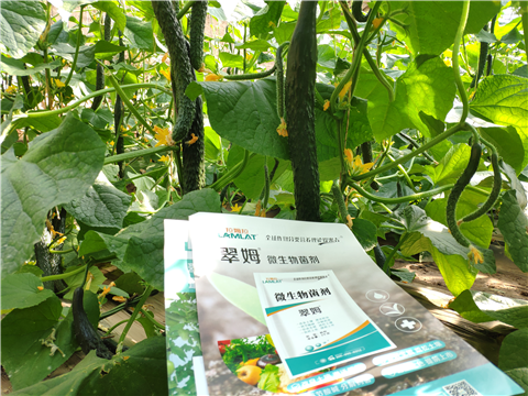 水溶肥，拉姆拉，翠姆