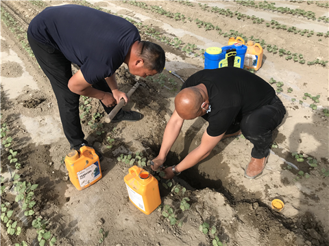 葉面肥，拉姆拉，翠姆