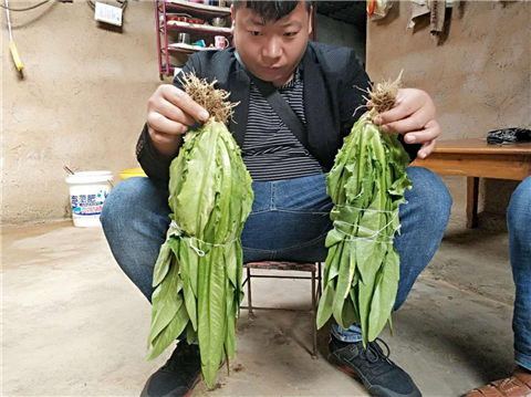 水溶肥，拉姆拉，翠姆