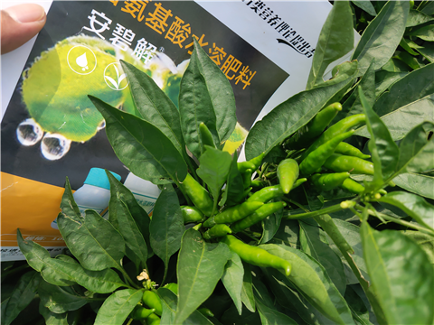 水溶肥，拉姆拉，翠姆