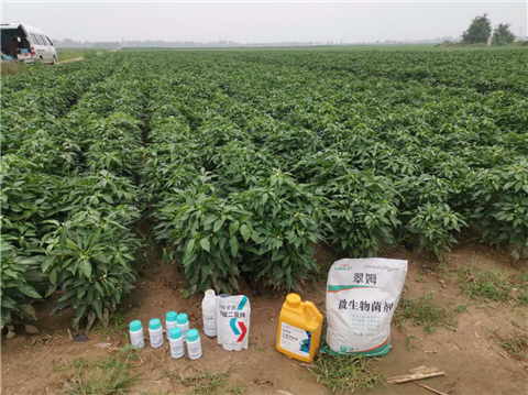 水溶肥，拉姆拉，翠姆