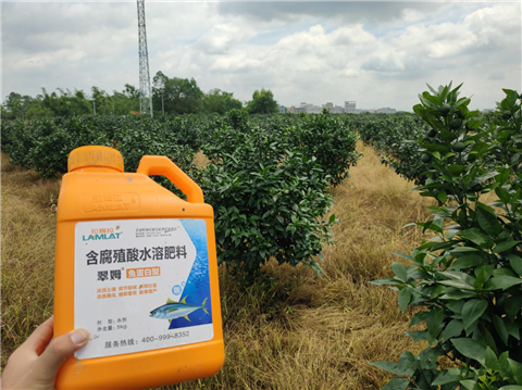 水溶肥，拉姆拉，翠姆