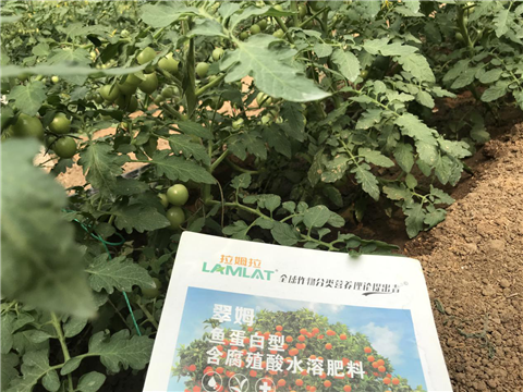 水溶肥，拉姆拉，翠姆