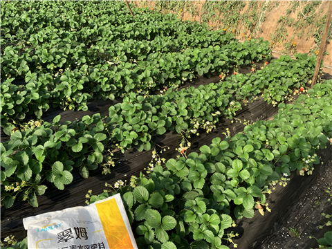 水溶肥，拉姆拉，翠姆