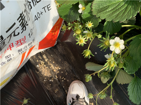 水溶肥，拉姆拉，翠姆