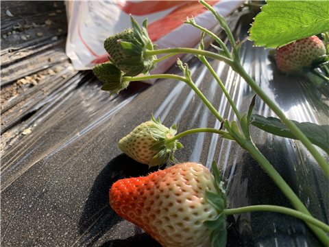 水溶肥，拉姆拉，翠姆