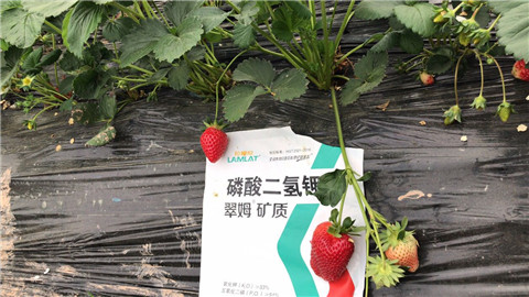 磷酸二氫鉀，拉姆拉，翠姆