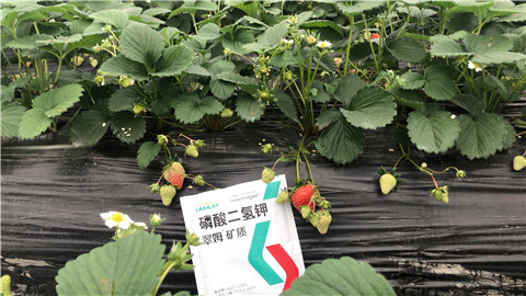 磷酸二氫鉀，拉姆拉，翠姆