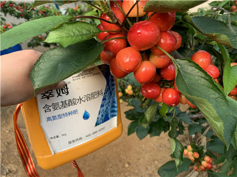 水溶肥，拉姆拉，翠姆