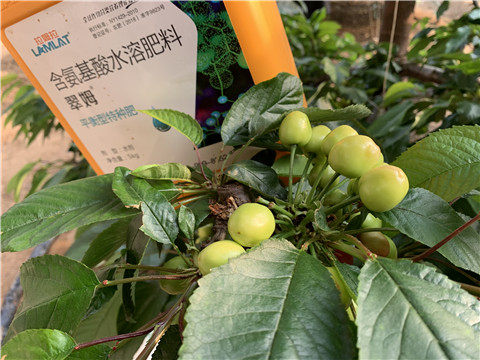 氨基酸水溶肥，拉姆拉，翠姆