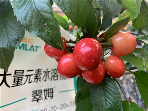 大量元素水溶肥，拉姆拉，翠姆