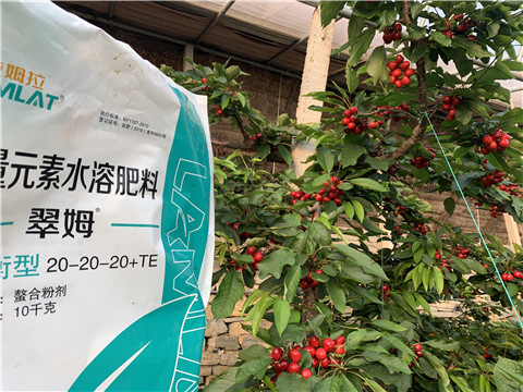 大量元素水溶肥，拉姆拉，翠姆