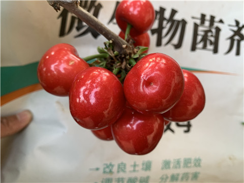 水溶肥，拉姆拉，翠姆