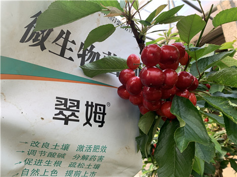 水溶肥，拉姆拉，翠姆