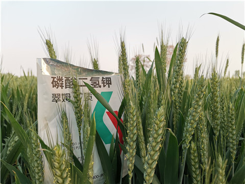 水溶肥，拉姆拉，翠姆