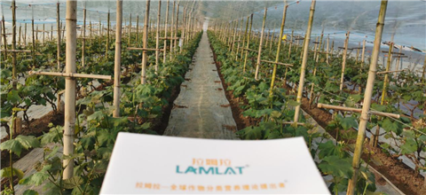 水溶肥，拉姆拉，翠姆