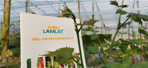 水溶肥，拉姆拉，翠姆