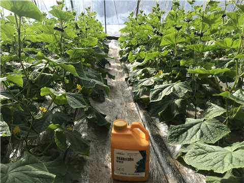 水溶肥，拉姆拉，翠姆