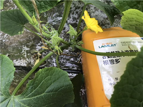 水溶肥，拉姆拉，翠姆