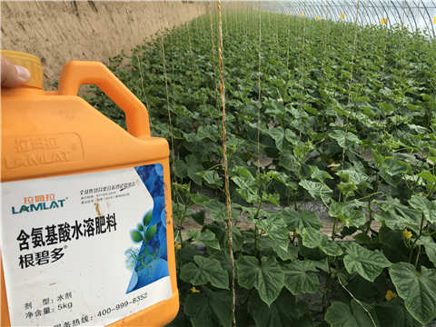 水溶肥，拉姆拉，翠姆