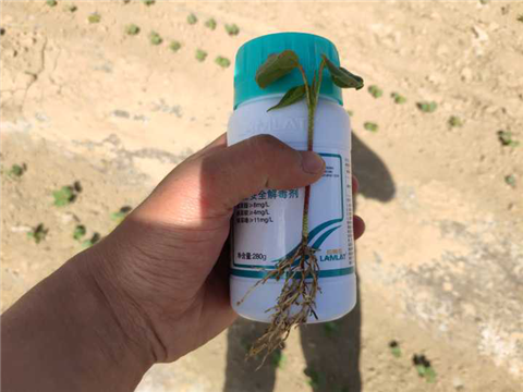 安碧解，拉姆拉，翠姆