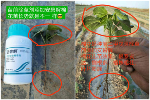 安碧解，拉姆拉，翠姆