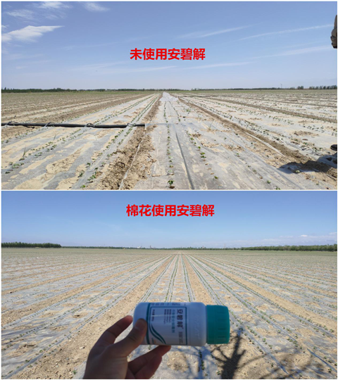 安碧解，拉姆拉，翠姆