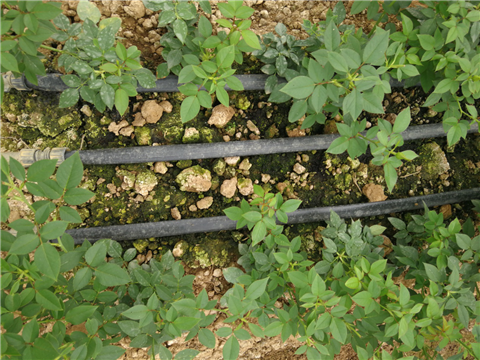 生根劑，拉姆拉，翠姆