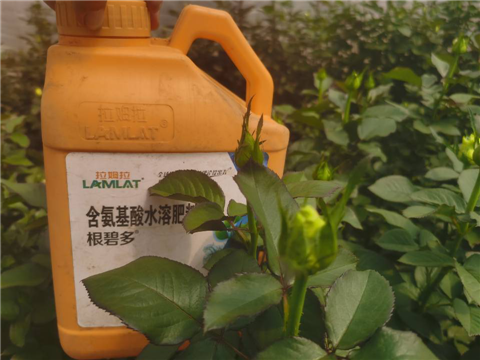 生根劑，拉姆拉，翠姆